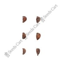 Quince Seeds — mature plant in pot | Kitchen garden seeds | SeedsCart