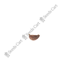 Quince Seeds — growing seedlings | ISF certified seeds | SeedsCart