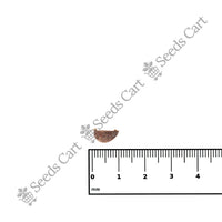 Quince Seeds — seeds close-up | High germination rate | SeedsCart