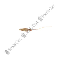 Cochin Grass — harvest ready plant | Grow at home India | SeedsCart