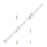 Cochin Grass — seeds close-up | High germination rate | SeedsCart