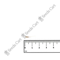 Cochin Grass — mature plant in pot | Kitchen garden seeds | SeedsCart