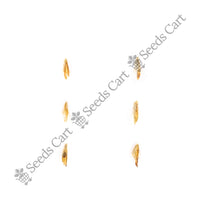 Palmarosa — tree leaves close-up | Native Indian tree seeds | SeedsCart