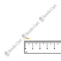 Palmarosa — tree seeds | Agroforestry seeds India | SeedsCart