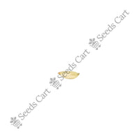 Bermuda Grass — seeds close-up | High germination rate | SeedsCart