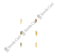 Bermuda Grass — harvest ready plant | Grow at home India | SeedsCart