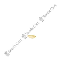 Bermuda Grass — mature plant in pot | Kitchen garden seeds | SeedsCart