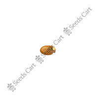Common Broom Seeds — seeds close-up | High germination rate | SeedsCart