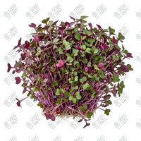 Cabbage Red Microgreen Seeds