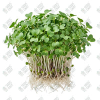 Cabbage Microgreen Seeds