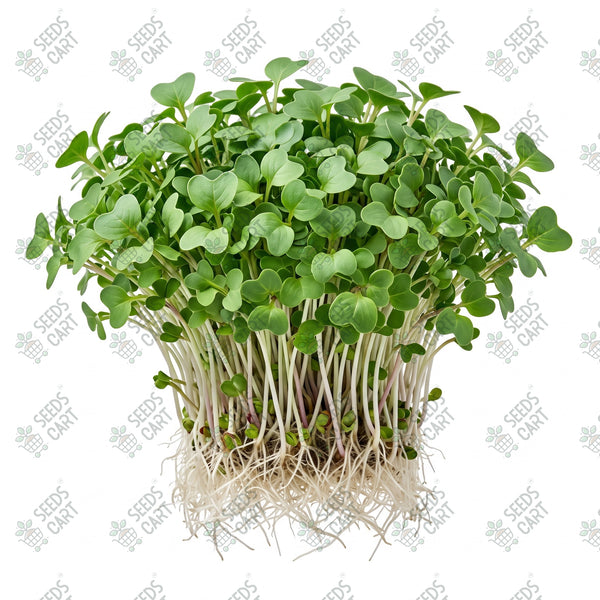 Cabbage Microgreen Seeds