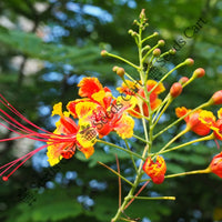 Peacock Flower Seeds — plant growing in garden | Non-GMO vegetable seeds | SeedsCart