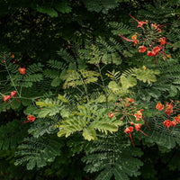 Peacock Flower Seeds — seed packet | Buy vegetable seeds online India | SeedsCart