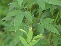 Cajanus cajan — seeds close-up | High germination rate | SeedsCart