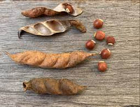 Cajanus cajan — plant growing in garden | Non-GMO vegetable seeds | SeedsCart