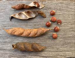 Cajanus cajan — plant growing in garden | Non-GMO vegetable seeds | SeedsCart