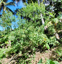 Cajanus cajan — mature plant in pot | Kitchen garden seeds | SeedsCart