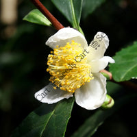 Tea Plant — plant growing in garden | Non-GMO vegetable seeds | SeedsCart