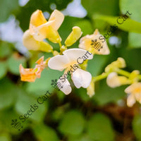 Horse Bean — plant growing in garden | Non-GMO vegetable seeds | SeedsCart