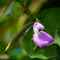 Sword Bean — plant growing in garden | Non-GMO vegetable seeds | SeedsCart