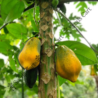 The Papaya Seeds — plant growing in garden | Non-GMO vegetable seeds | SeedsCart