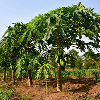 The Papaya Seeds — seed packet | Buy vegetable seeds online India | SeedsCart