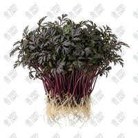 Carrot Black Microgreen Seeds