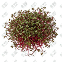 Carrot Red Microgreen Seeds