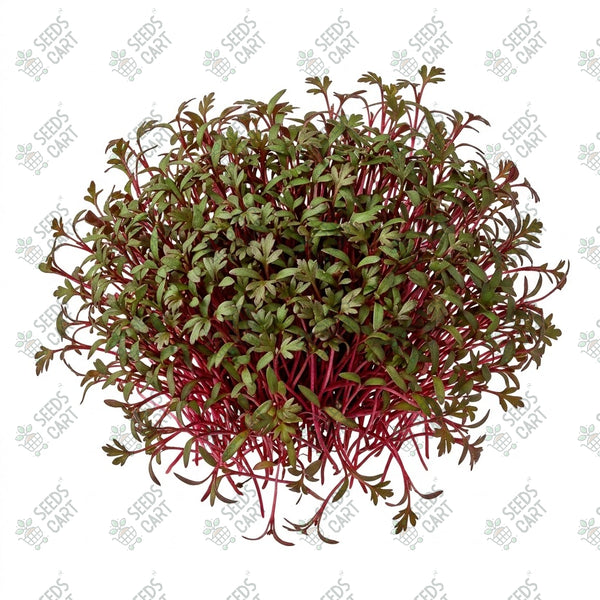 Carrot Red Microgreen Seeds