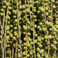 Wine Palm — mature tree | Forestry and reforestation seeds | SeedsCart