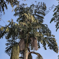 Wine Palm — seed packet | Buy tree seeds online India | SeedsCart