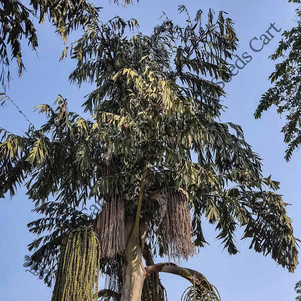 Wine Palm — seed packet | Buy tree seeds online India | SeedsCart