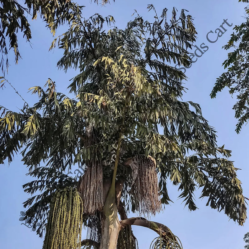 Wine Palm — seed packet | Buy tree seeds online India | SeedsCart