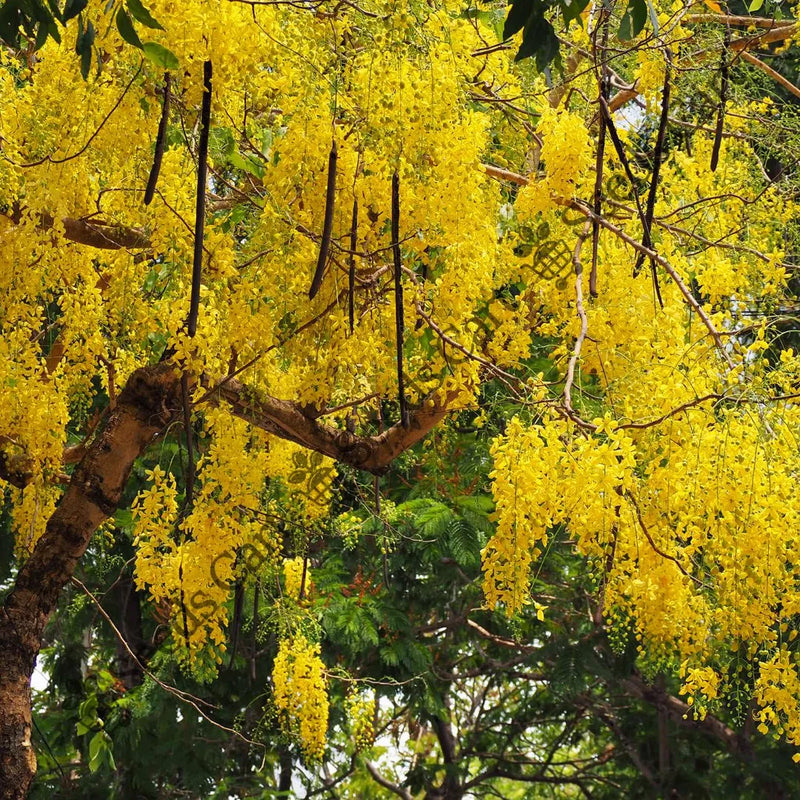 Golden Shower Seeds — seed packet | Buy vegetable seeds online India | SeedsCart