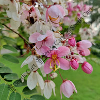 Java Cassia Seeds — plant growing in garden | Non-GMO vegetable seeds | SeedsCart