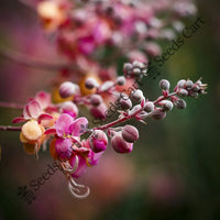 Red Shower Seeds — seed packet | Buy vegetable seeds online India | SeedsCart