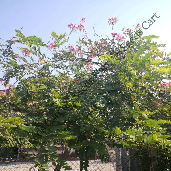 Pink Shower Seeds — seed packet | Buy vegetable seeds online India | SeedsCart