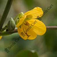 Coffee Senna Seeds — plant growing in garden | Non-GMO vegetable seeds | SeedsCart