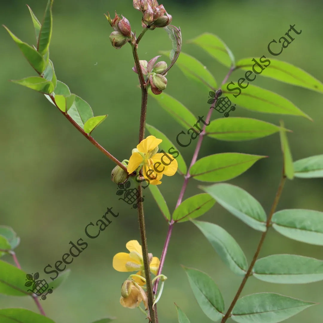Coffee Senna Seeds — seed packet | Buy vegetable seeds online India | SeedsCart