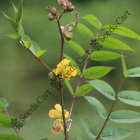 Coffee Senna Seeds — seed packet | Buy vegetable seeds online India | SeedsCart