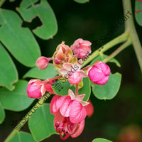 Marginata Seeds — plant growing in garden | Non-GMO vegetable seeds | SeedsCart