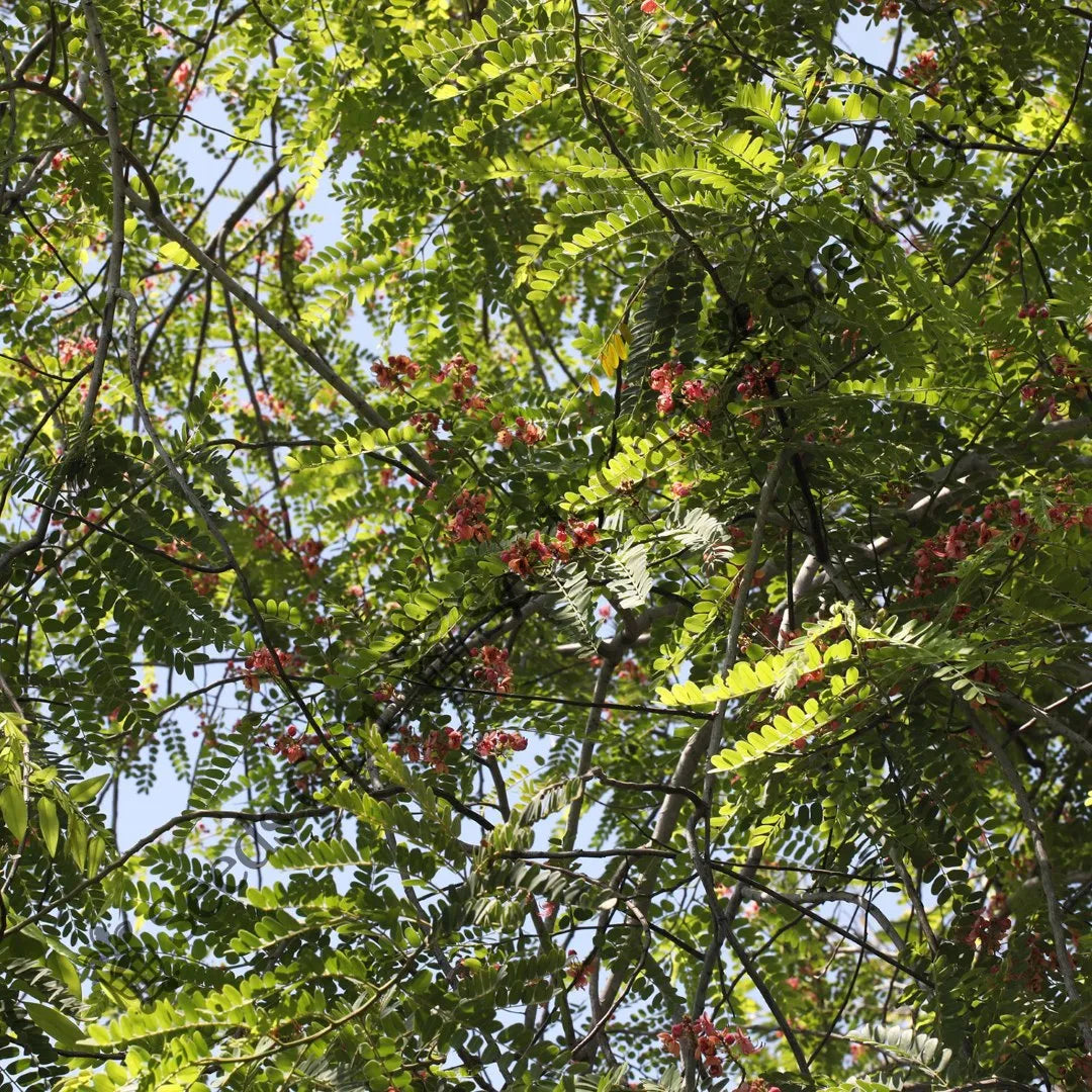 Marginata Seeds — seed packet | Buy vegetable seeds online India | SeedsCart