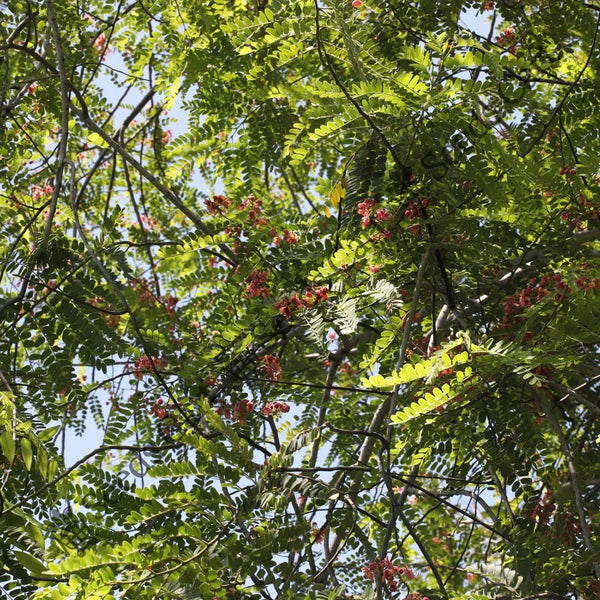 Marginata Seeds — seed packet | Buy vegetable seeds online India | SeedsCart