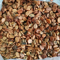 Cassia grandis