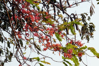 Cassia grandis