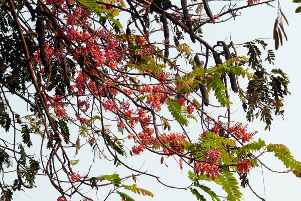 Cassia grandis