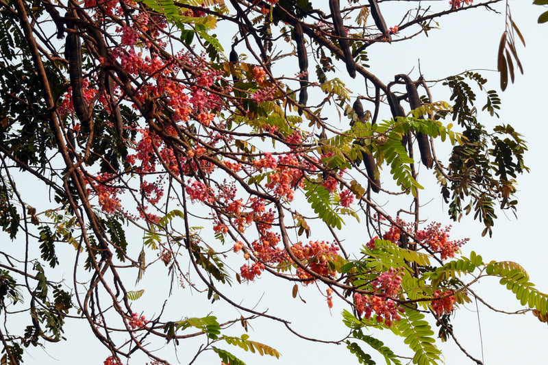 Cassia grandis