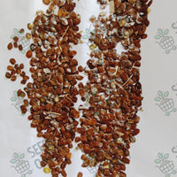 Cassia siamea