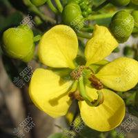 Cassia siamea
