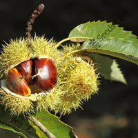 Spanish Chestnut Seeds — plant growing in garden | Non-GMO vegetable seeds | SeedsCart